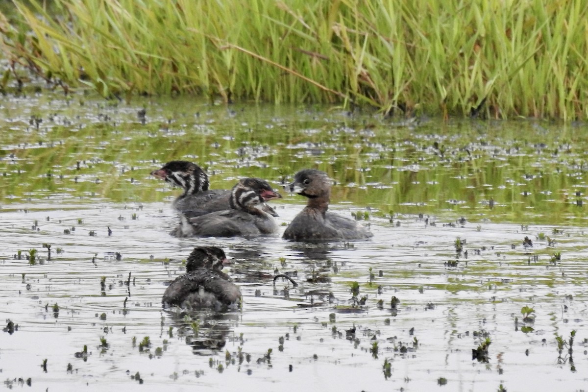 Pied-billed Grebe - ML622584118