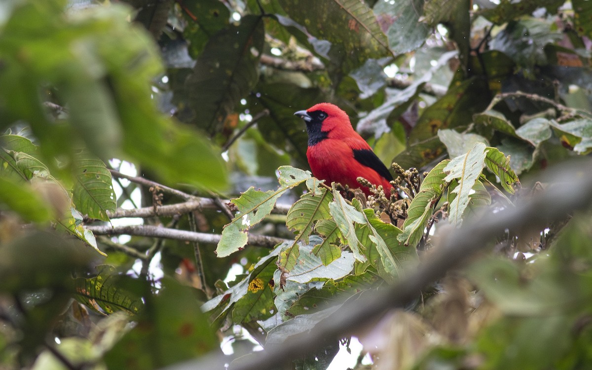 Vermilion Tanager - ML622584125