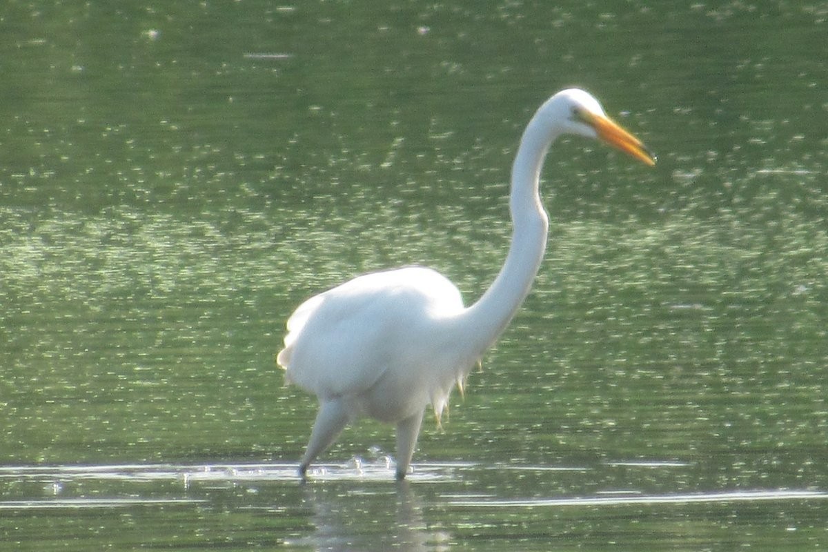 Great Egret - ML622584128