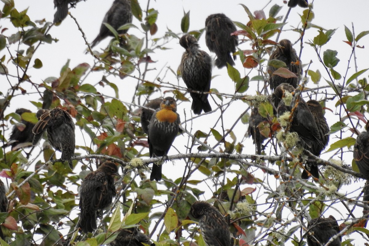 Yellow-headed Blackbird - ML622584135