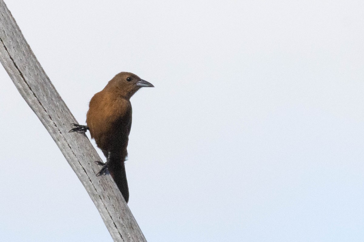 White-lined Tanager - ML622584153