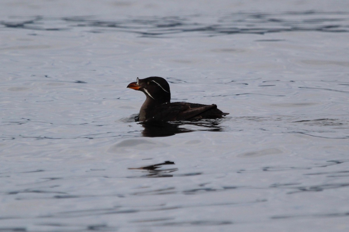 Rhinoceros Auklet - ML622584184