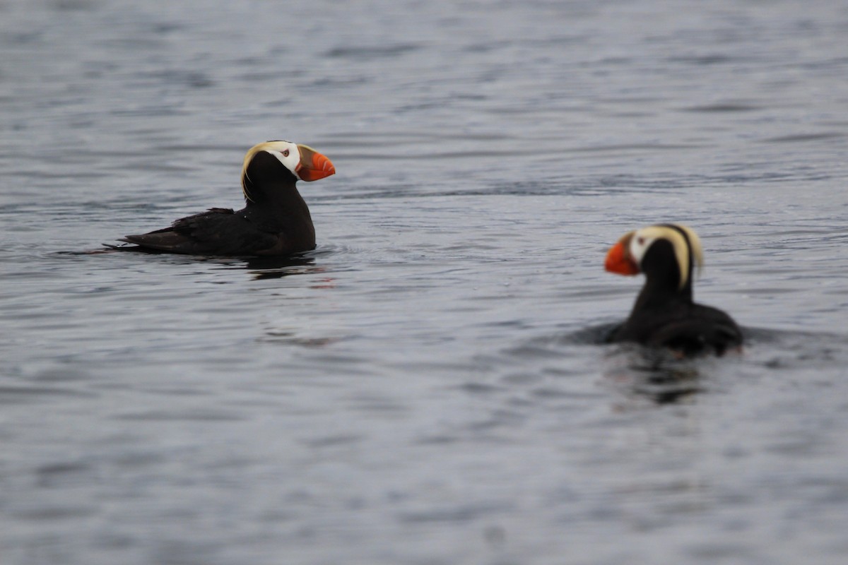 Tufted Puffin - ML622584229