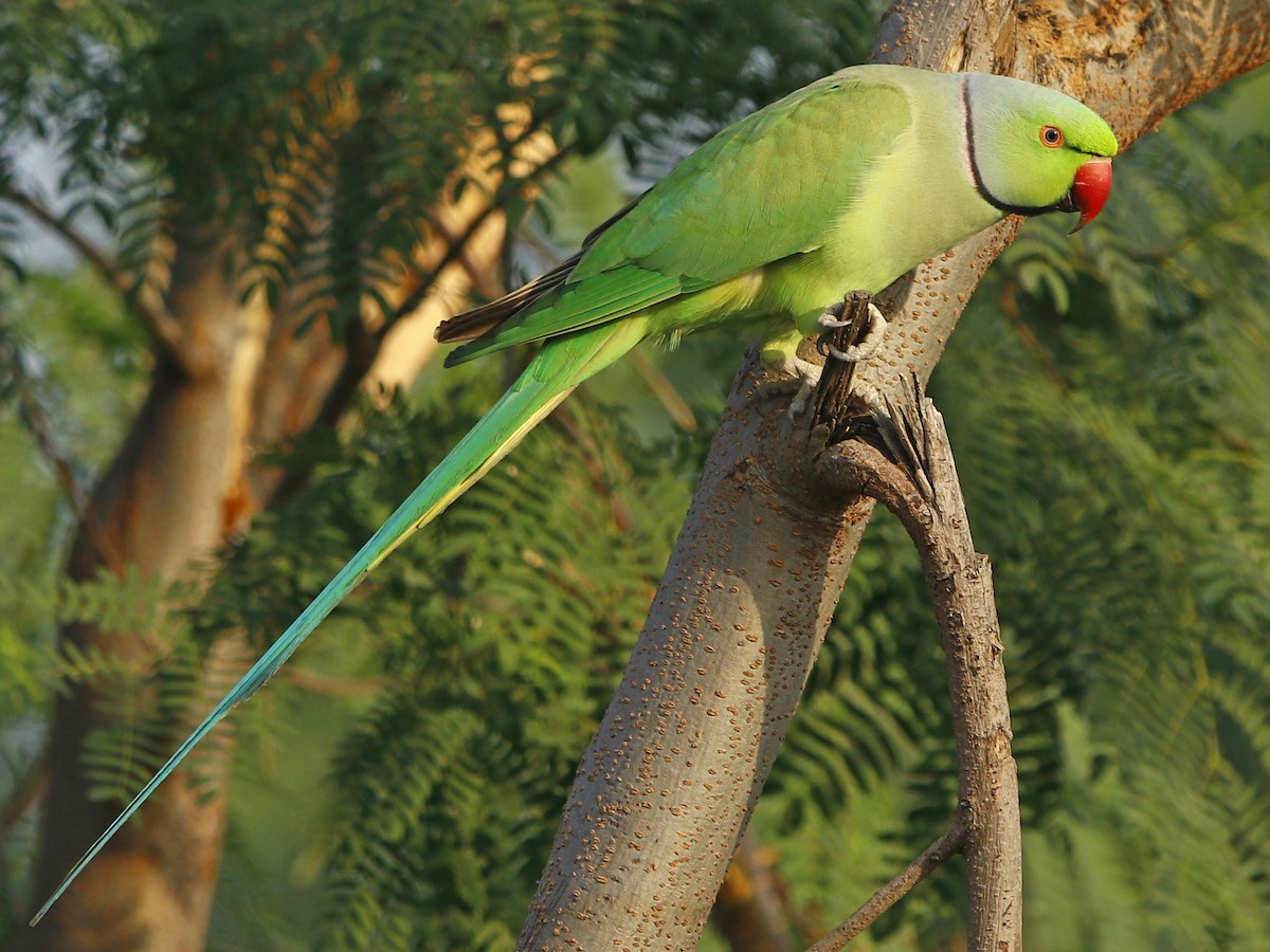 Rose-ringed Parakeet