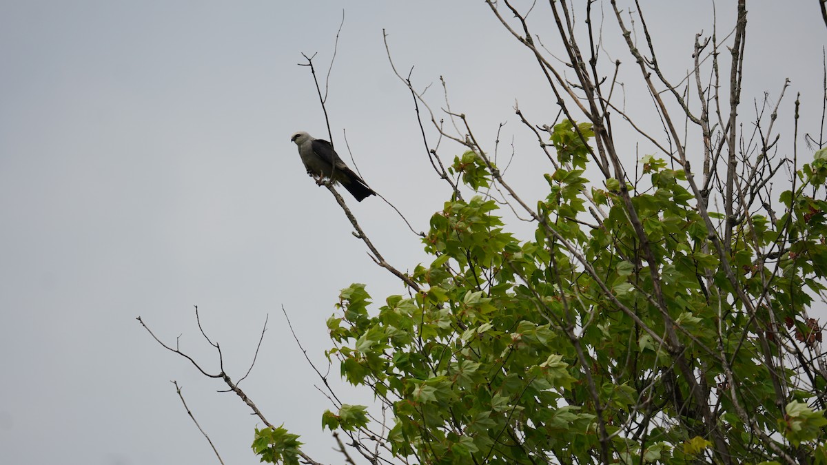 Mississippi Kite - ML622584261