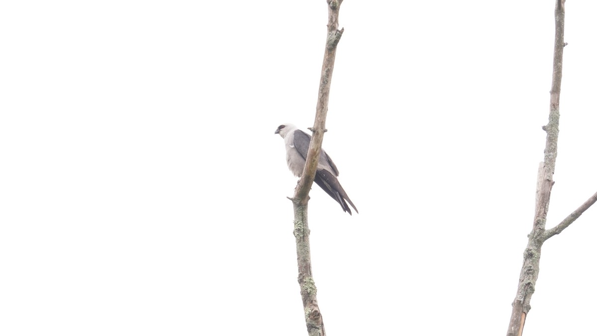 Mississippi Kite - ML622584262