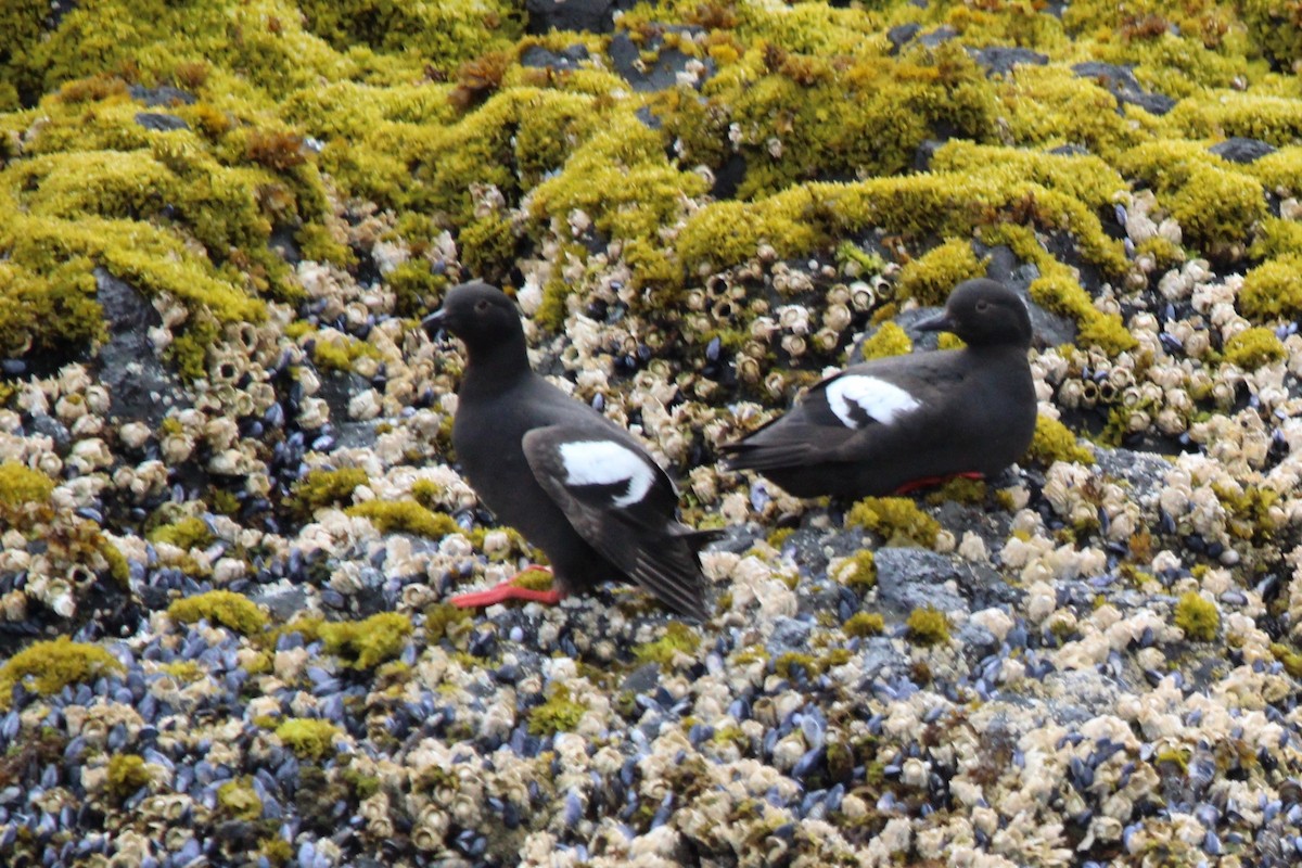 Pigeon Guillemot - ML622584266