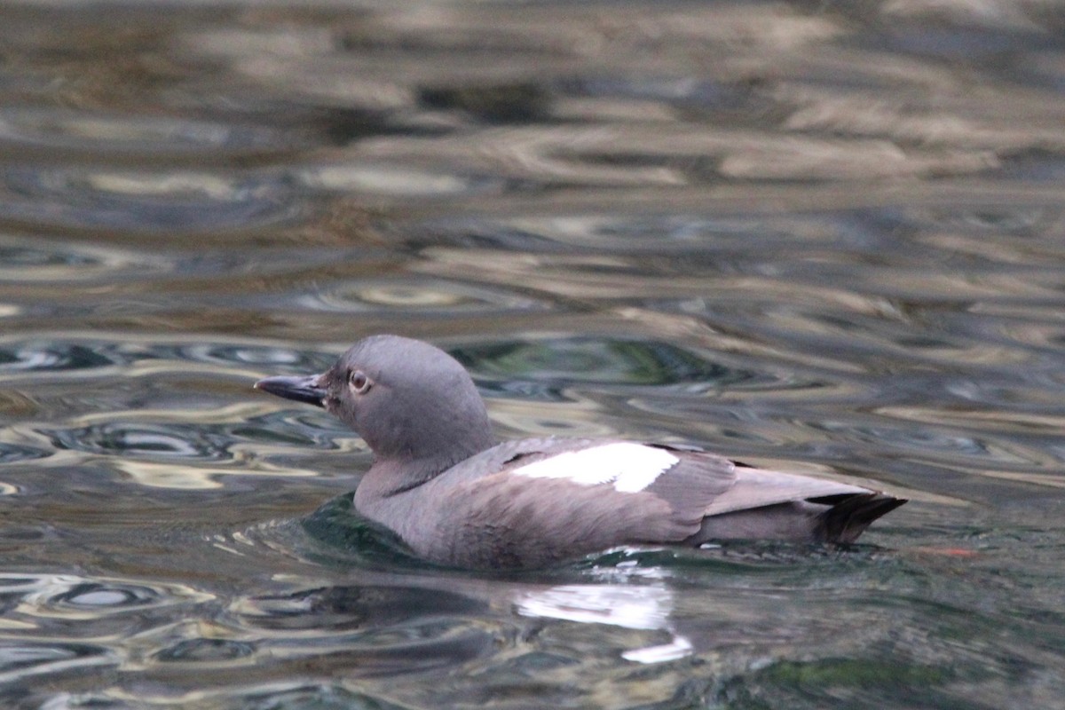 Pigeon Guillemot - ML622584267