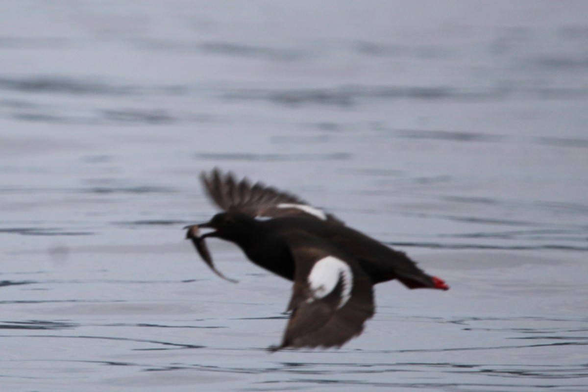 Pigeon Guillemot - ML622584268