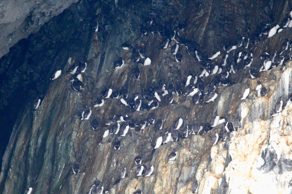 Common Murre - Suzanne Picard