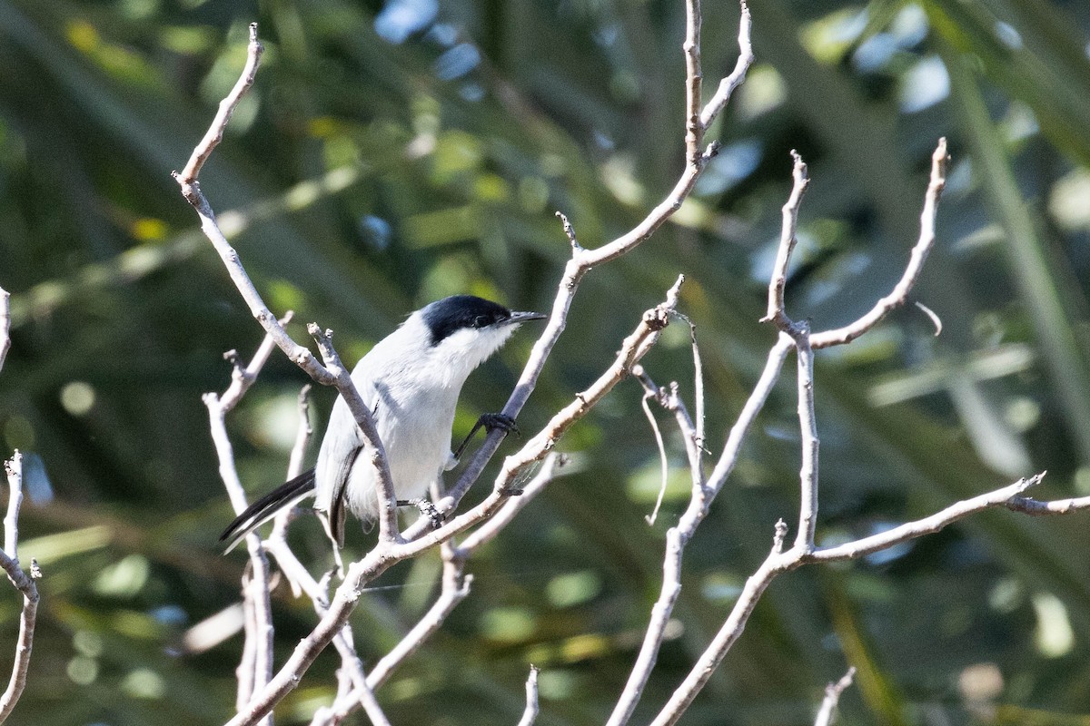 Tropical Gnatcatcher (atricapilla) - ML622584274