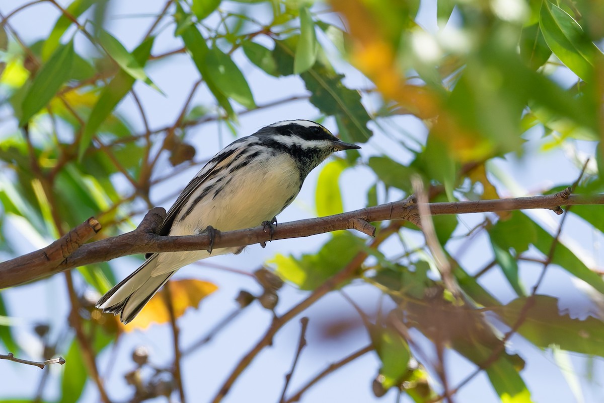 Black-throated Gray Warbler - ML622584285