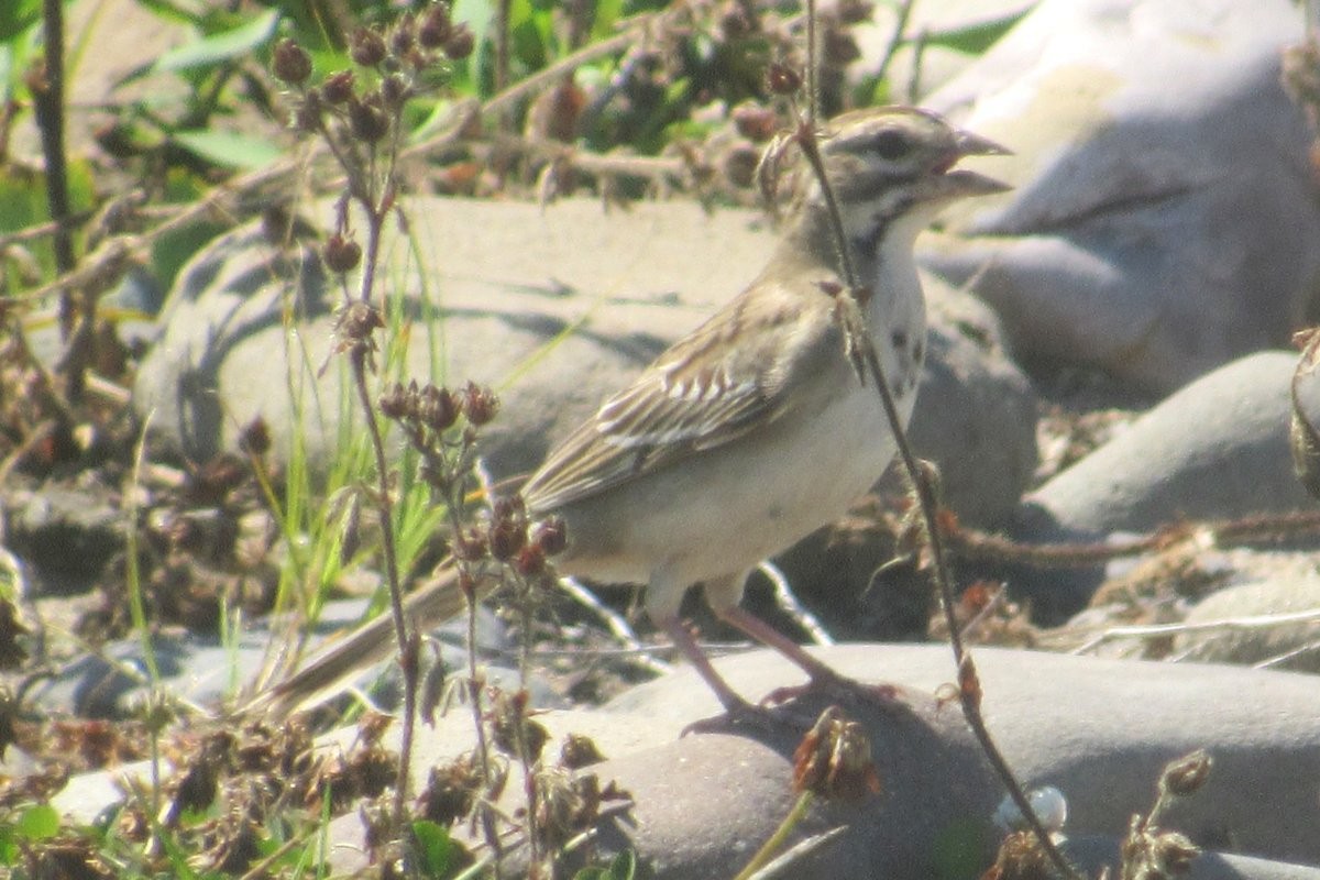 Lark Sparrow - ML622584296