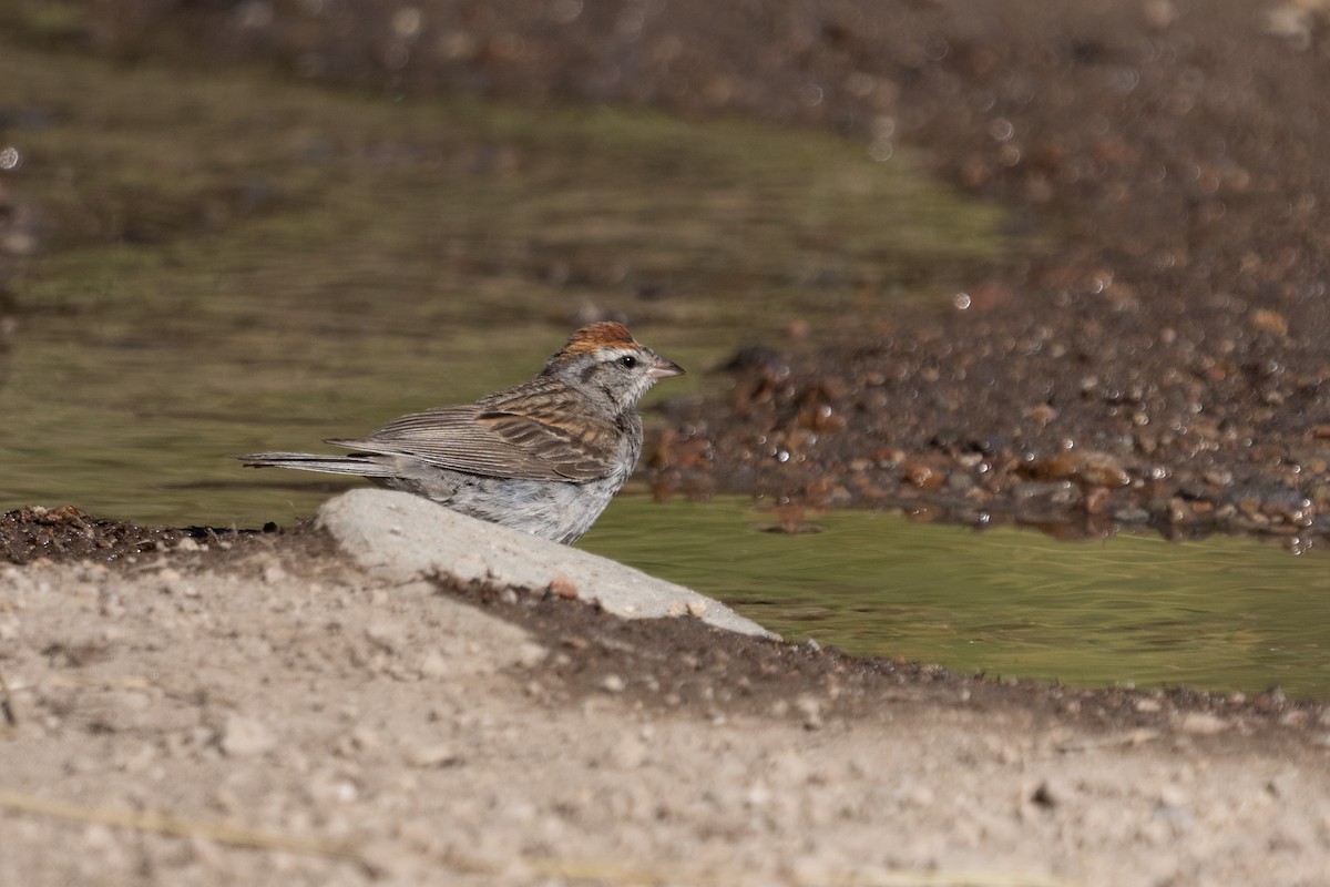 Chipping Sparrow - ML622584297