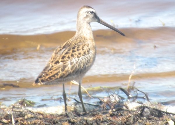 Short-billed Dowitcher - ML622584311