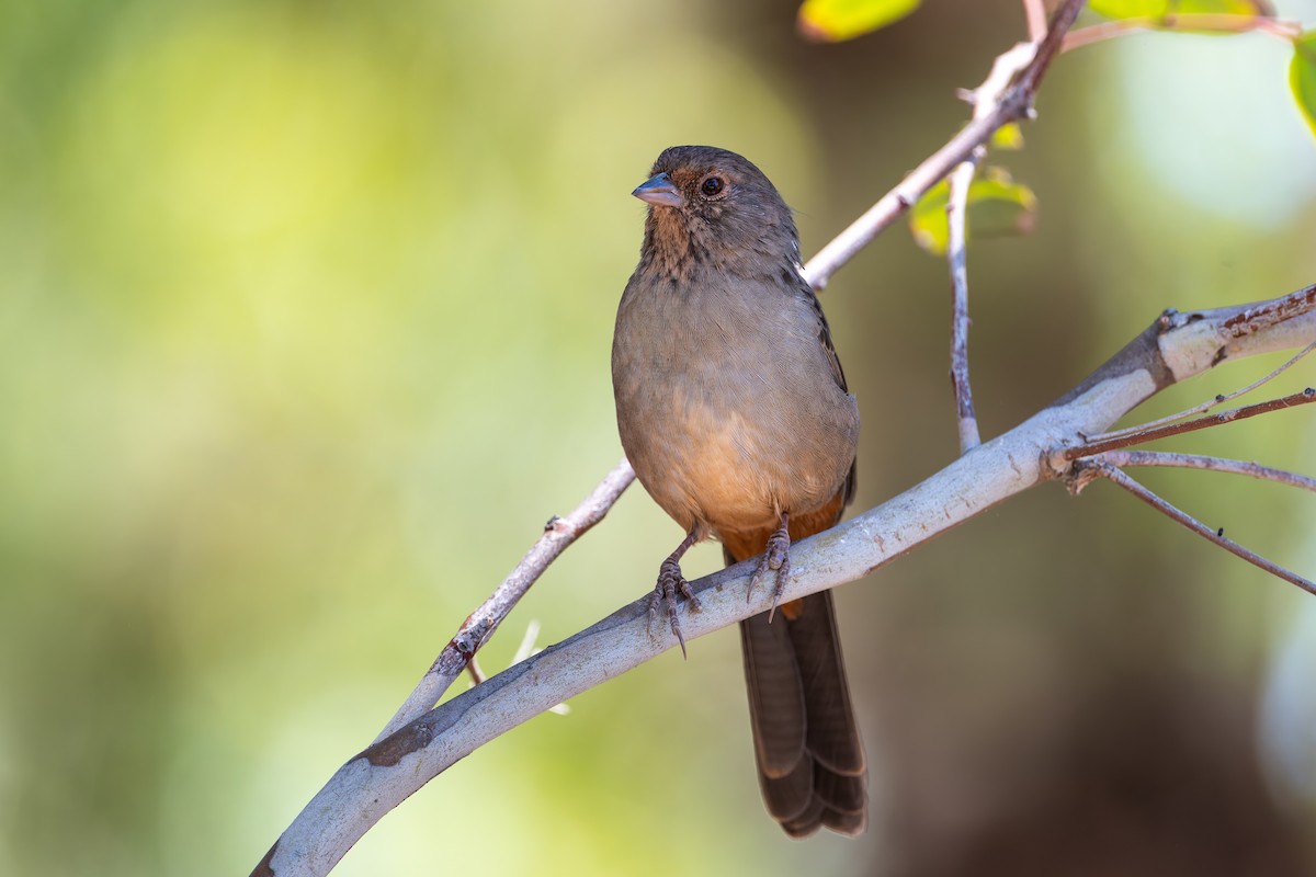 California Towhee - ML622584312