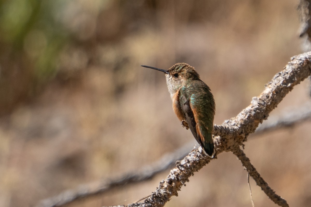 Rufous Hummingbird - ML622584319