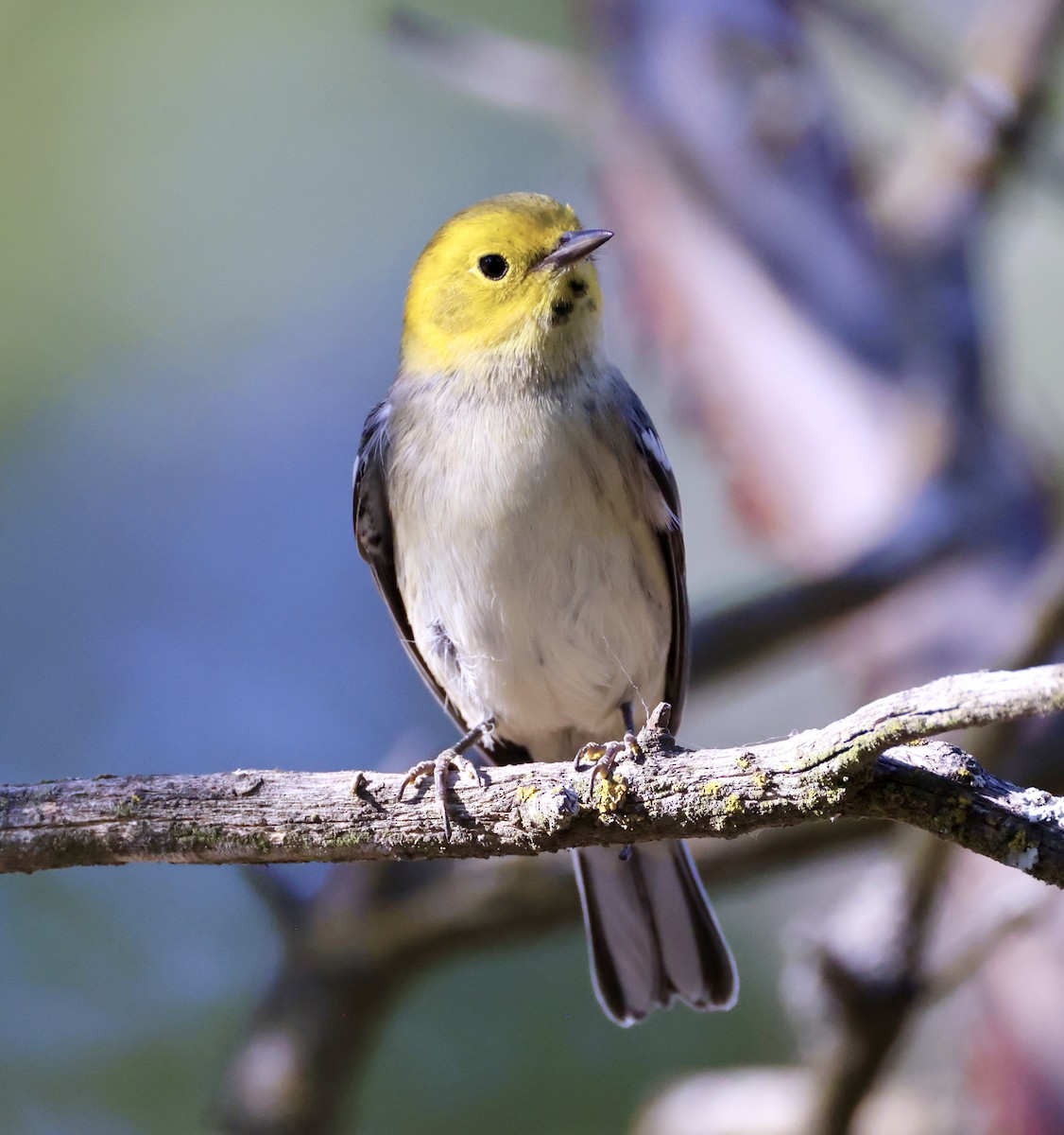 Hermit Warbler - ML622584320