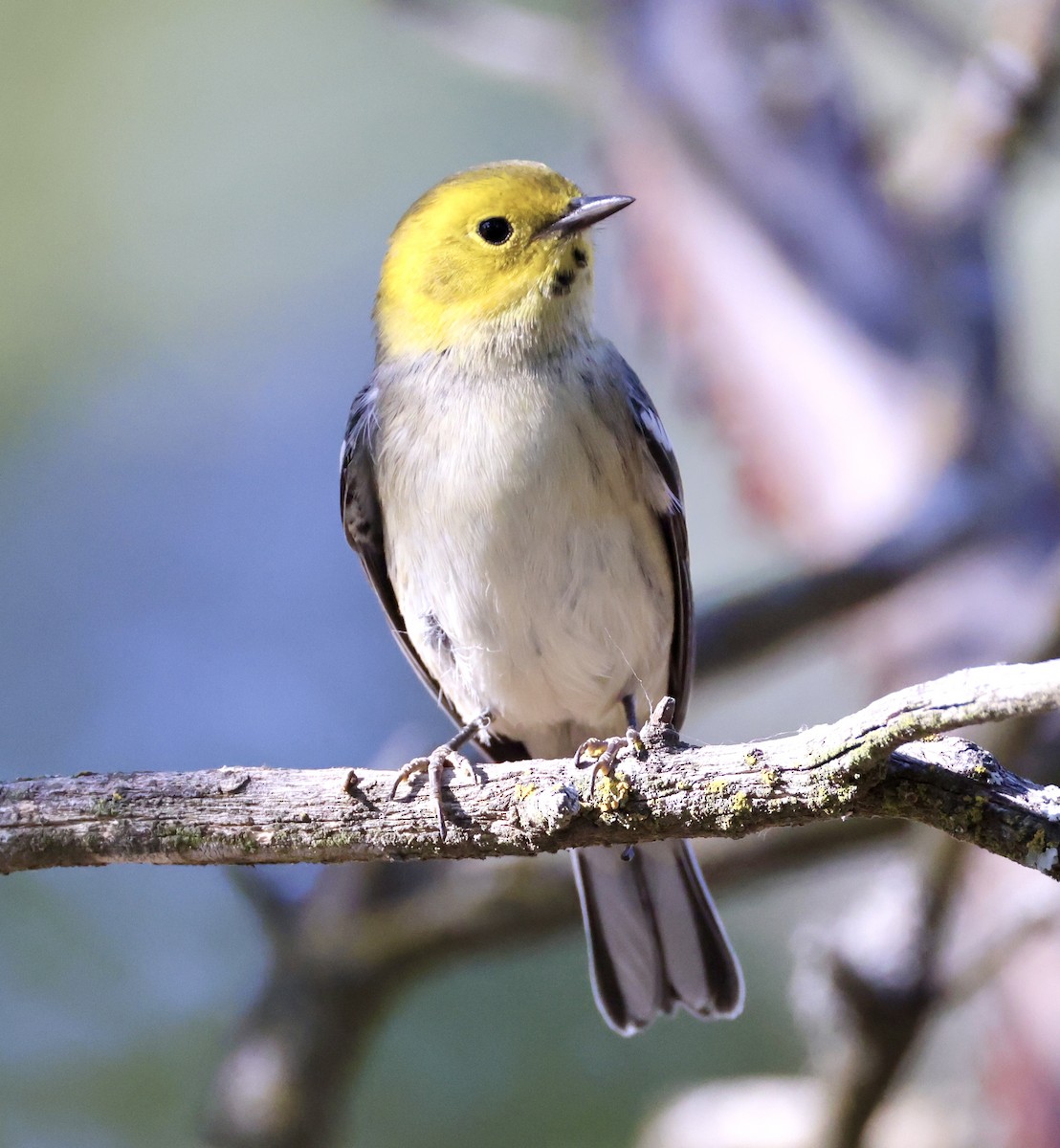 Hermit Warbler - ML622584321