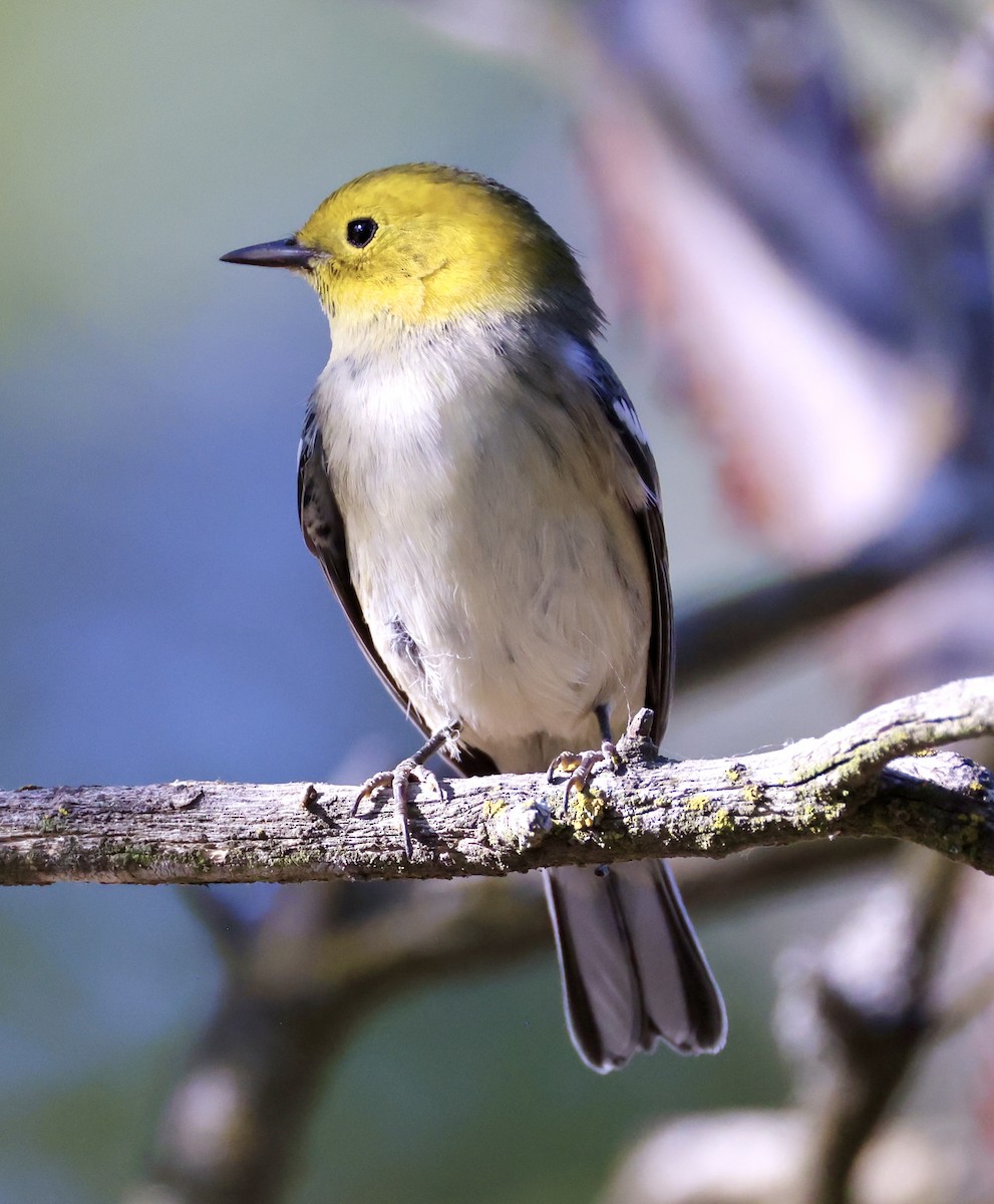 Hermit Warbler - ML622584322