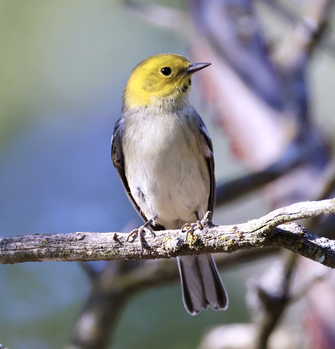 Hermit Warbler - ML622584323