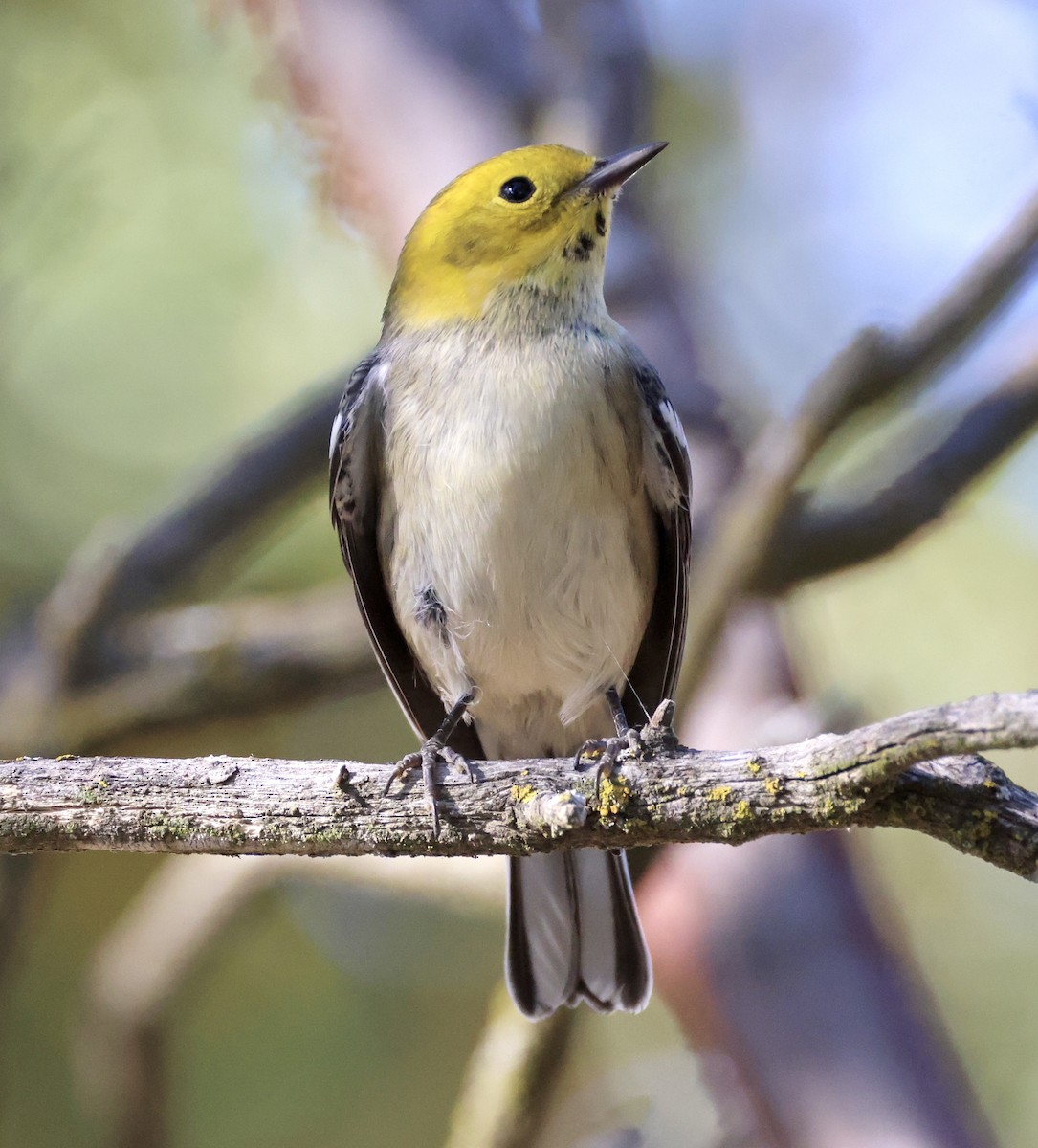 Hermit Warbler - ML622584327