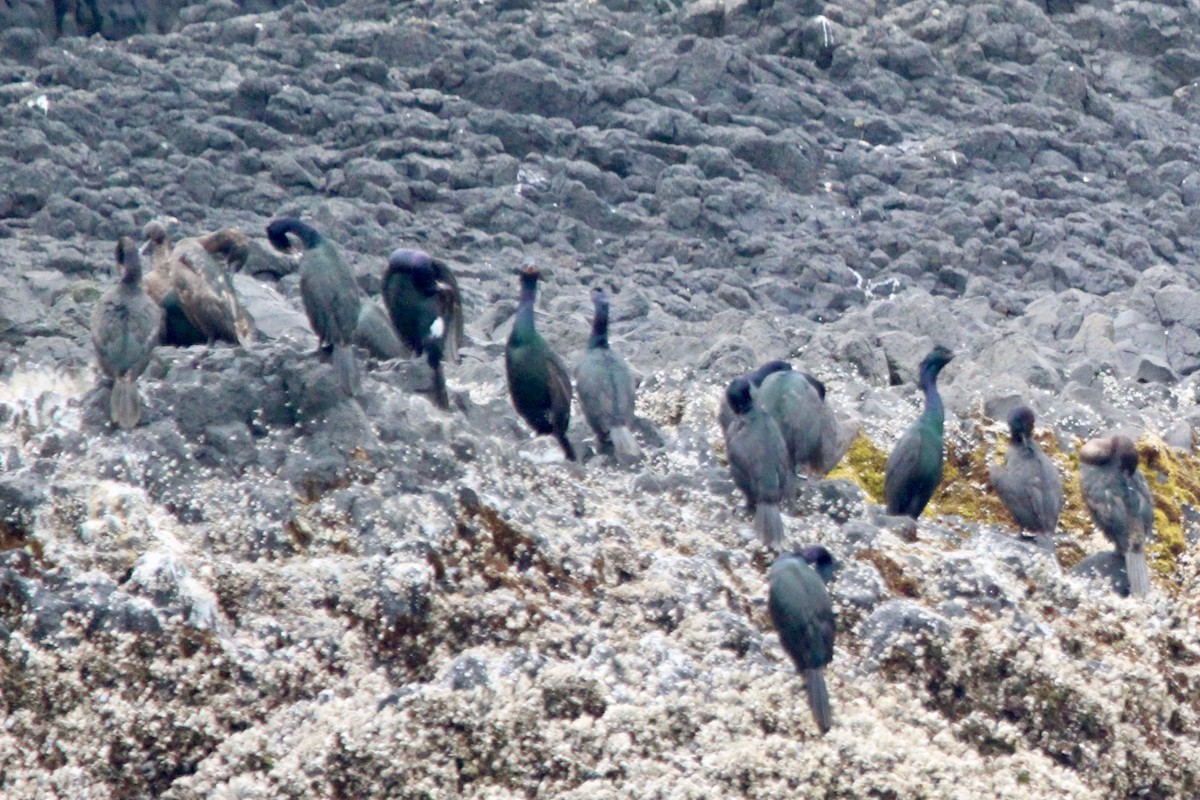 Pelagic Cormorant - ML622584333