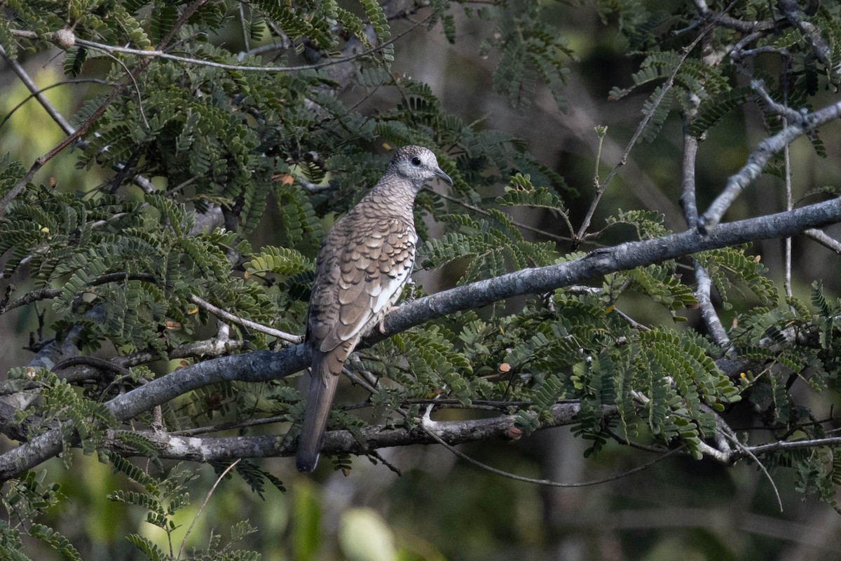 Scaled Dove - Luciano Naka