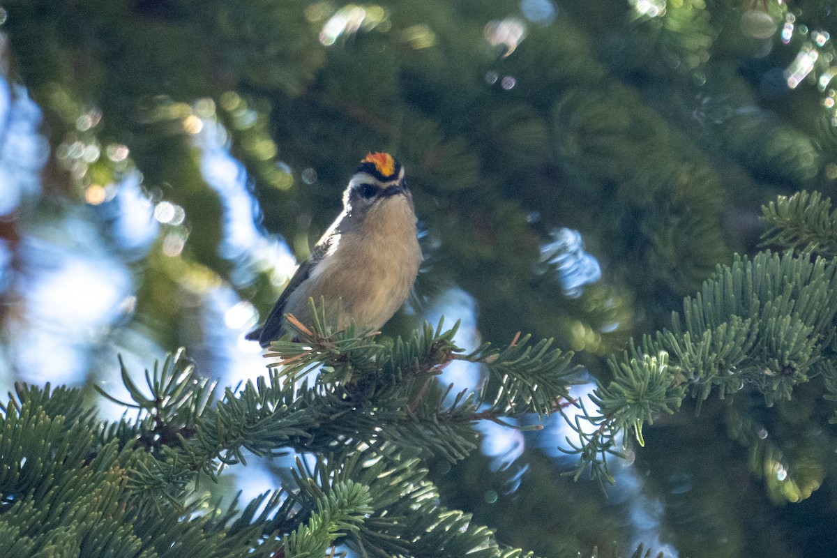 Golden-crowned Kinglet - ML622584350