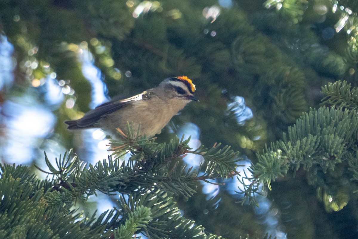 Golden-crowned Kinglet - ML622584351