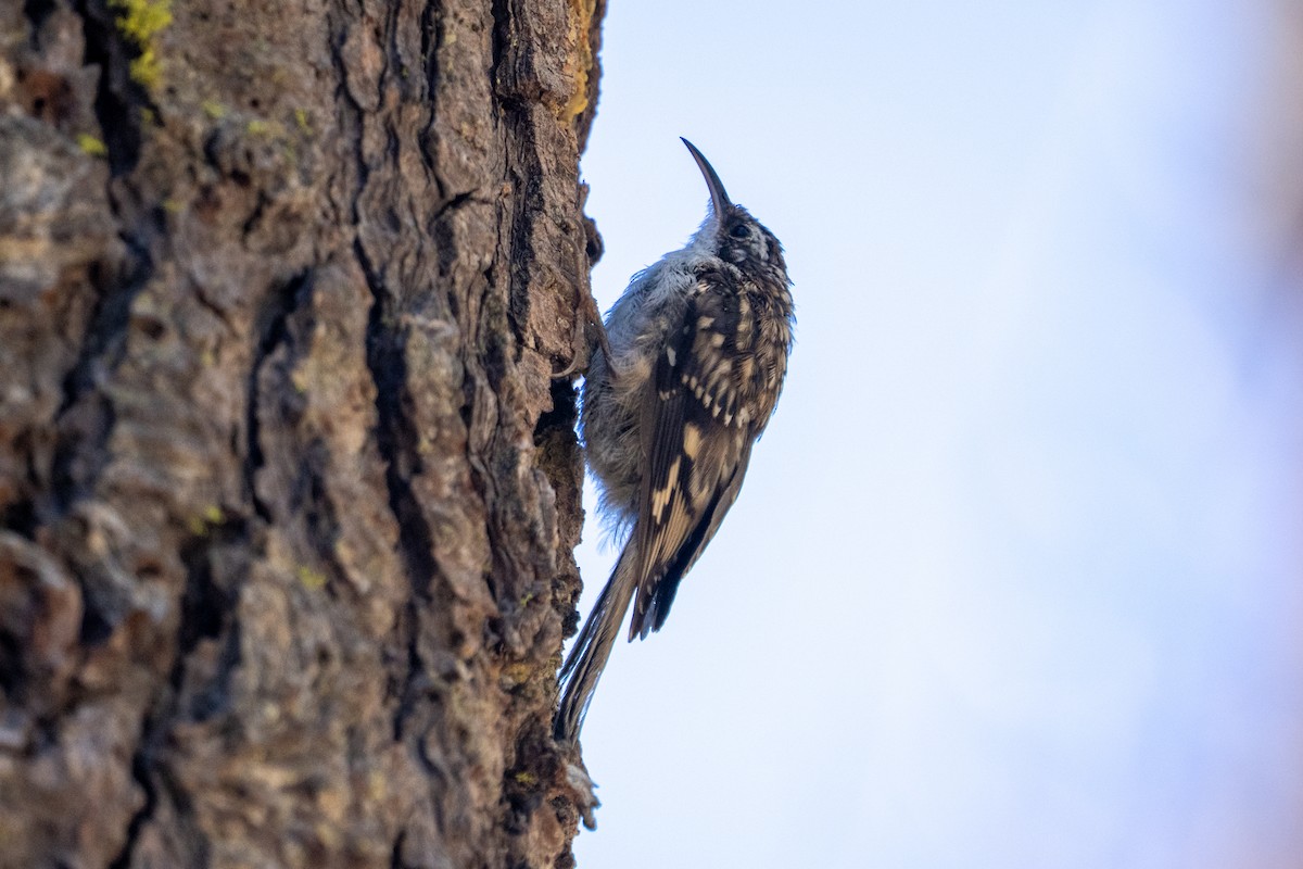 Brown Creeper - ML622584365