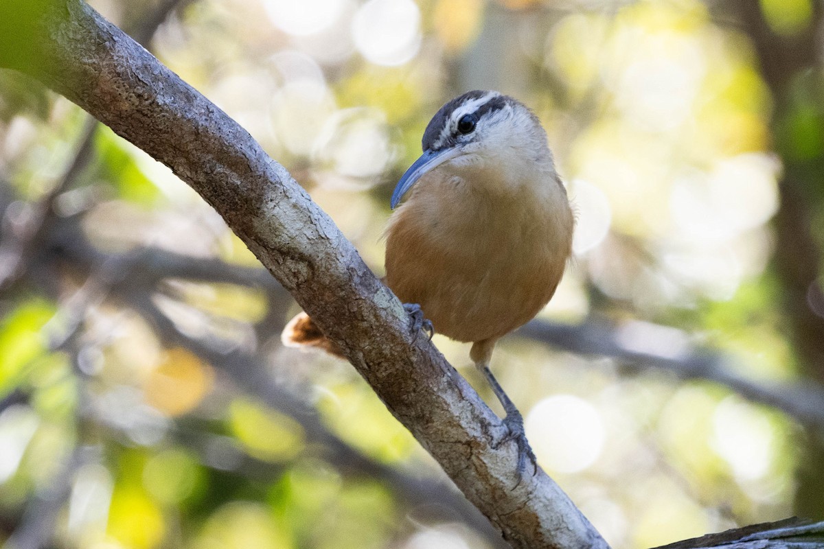 Long-billed Wren - ML622584368