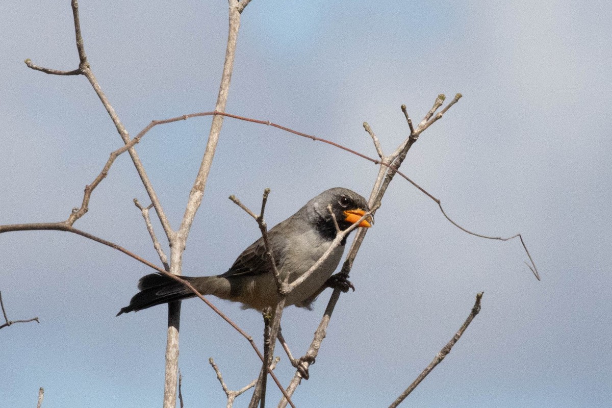 Black-throated Saltator - ML622584398