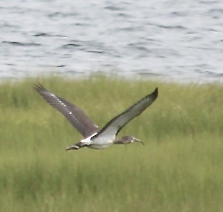 White Ibis - ML622584411