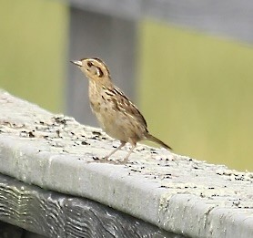 Saltmarsh Sparrow - ML622584430