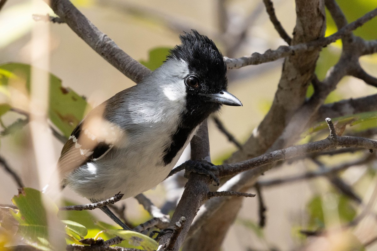 Silvery-cheeked Antshrike - ML622584443