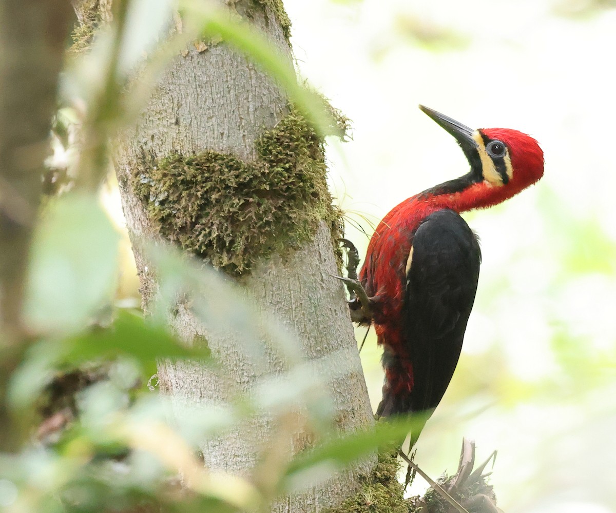 Crimson-bellied Woodpecker - ML622584455