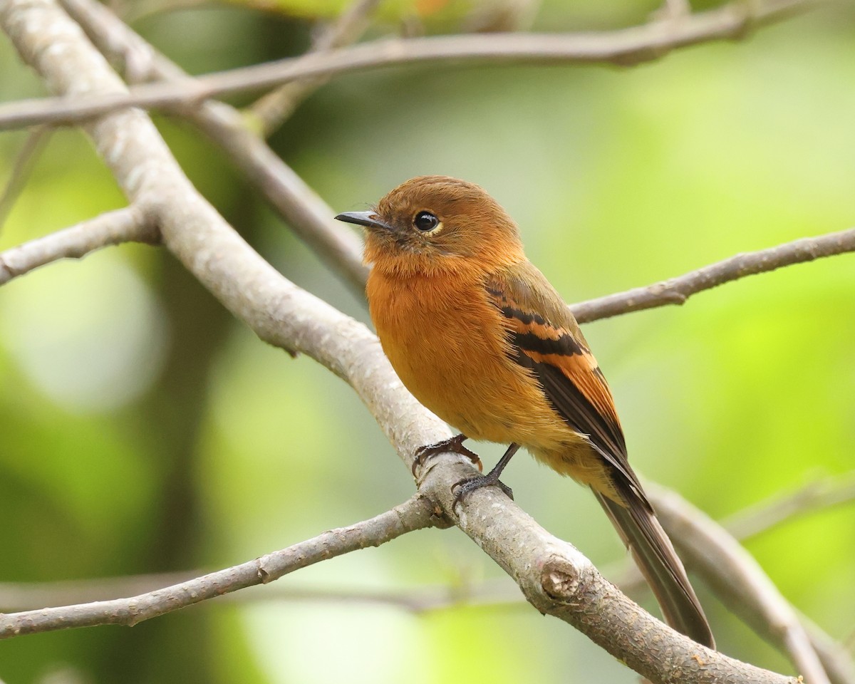 Cinnamon Flycatcher - ML622584464