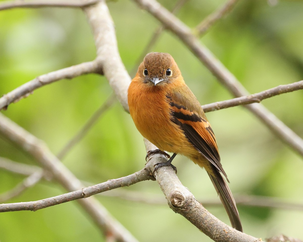 Cinnamon Flycatcher - ML622584466