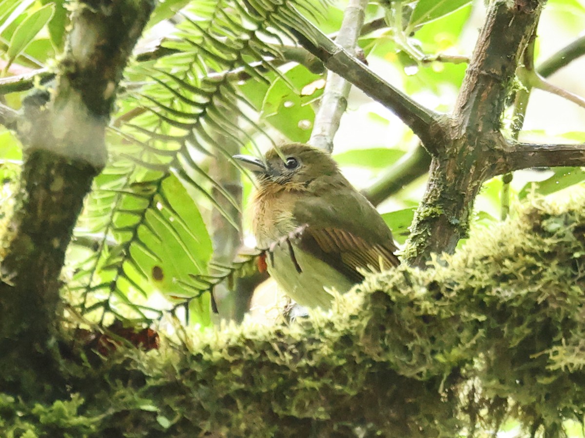 Fulvous-breasted Flatbill - ML622584474