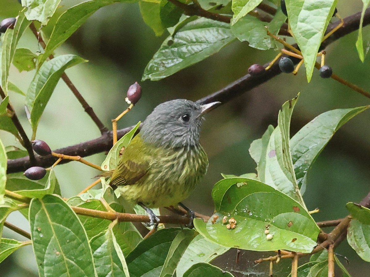 Streak-necked Flycatcher - ML622584479