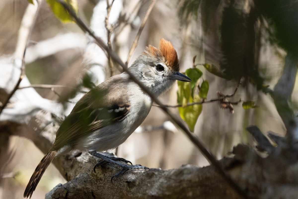 Silvery-cheeked Antshrike - ML622584484