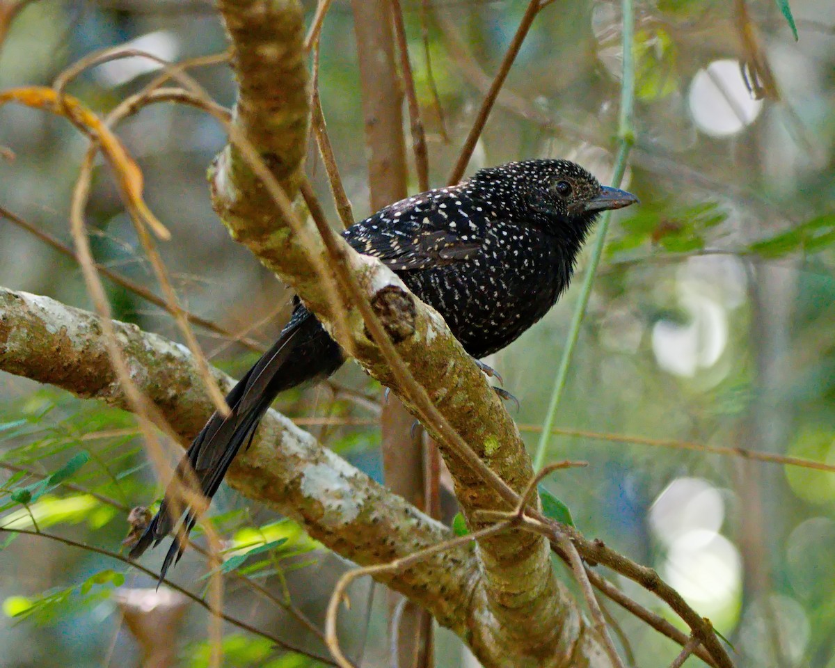 Large-tailed Antshrike - ML622584494