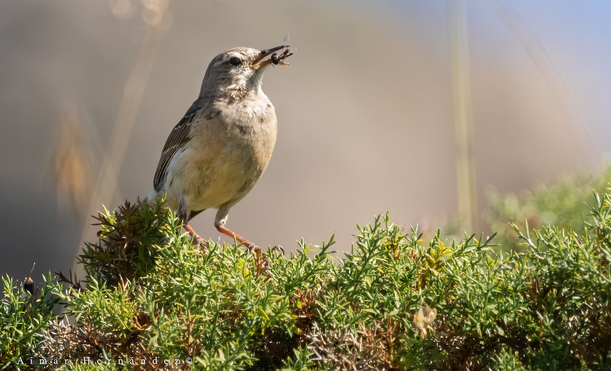 Water Pipit - ML622584504