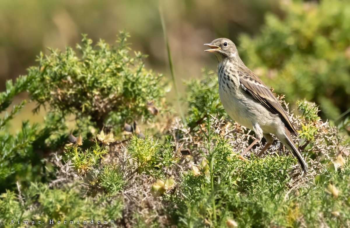 Water Pipit - ML622584505