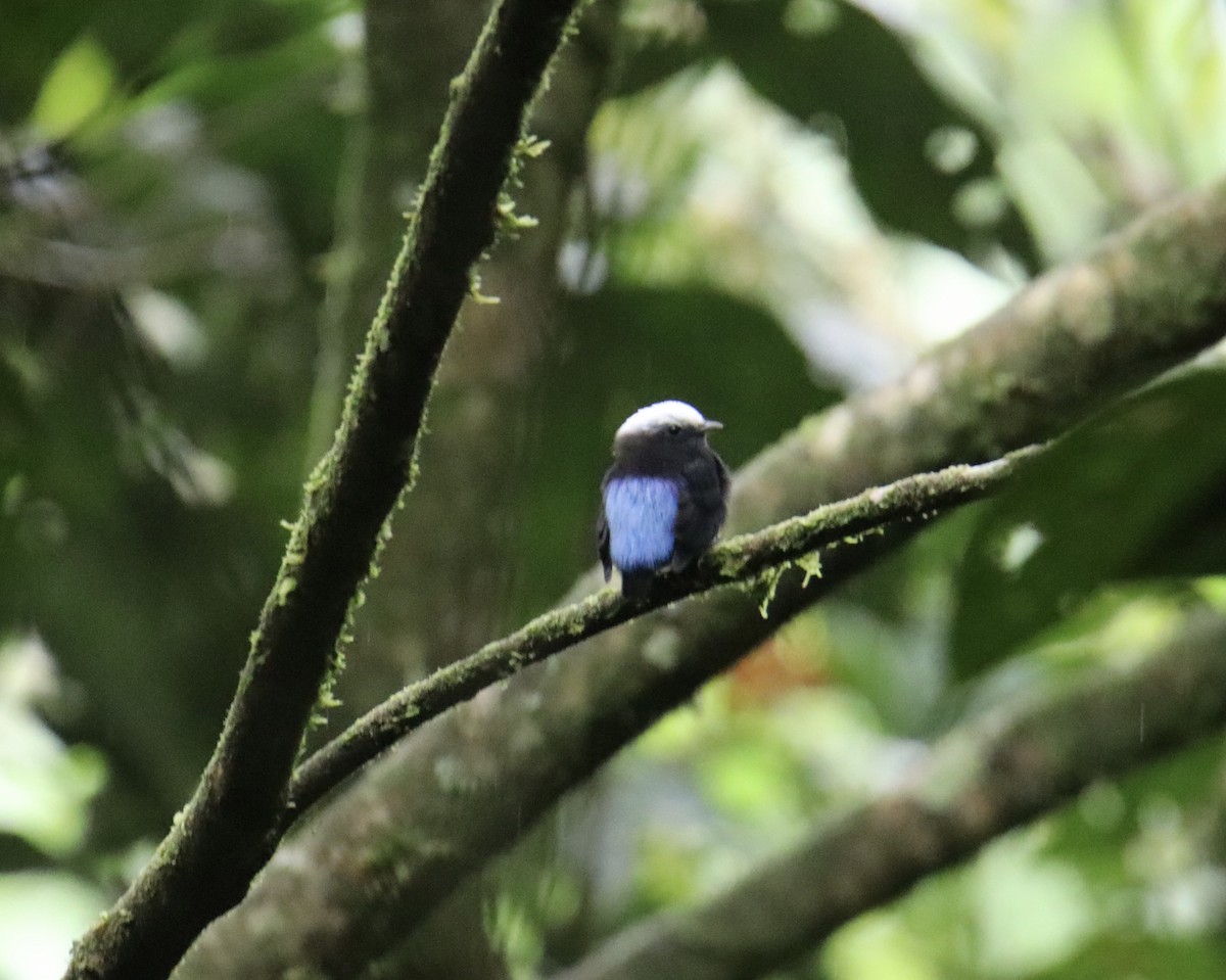 Blue-rumped Manakin - ML622584552