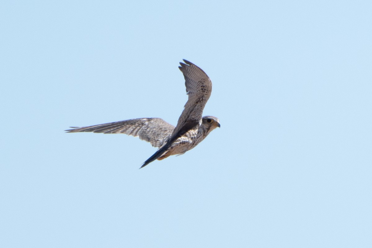 Prairie Falcon - ML622584627