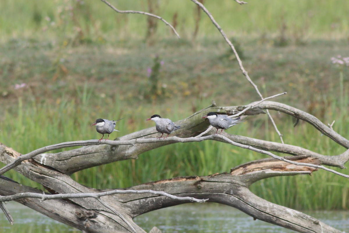 Whiskered Tern - ML622584670