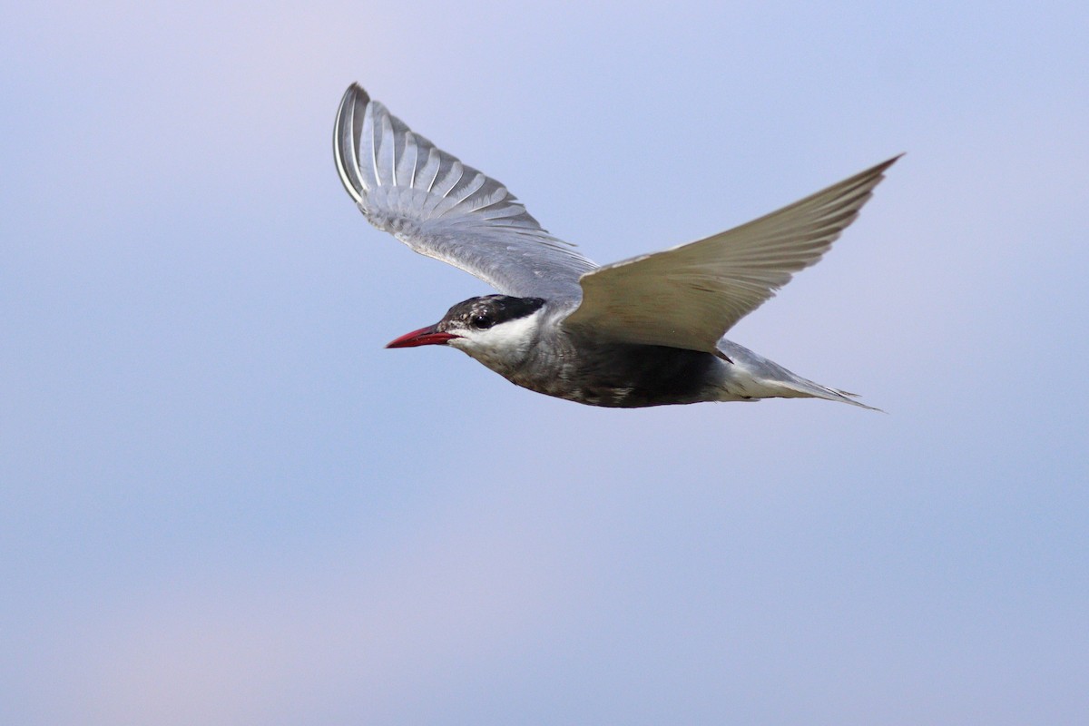 Whiskered Tern - ML622584672