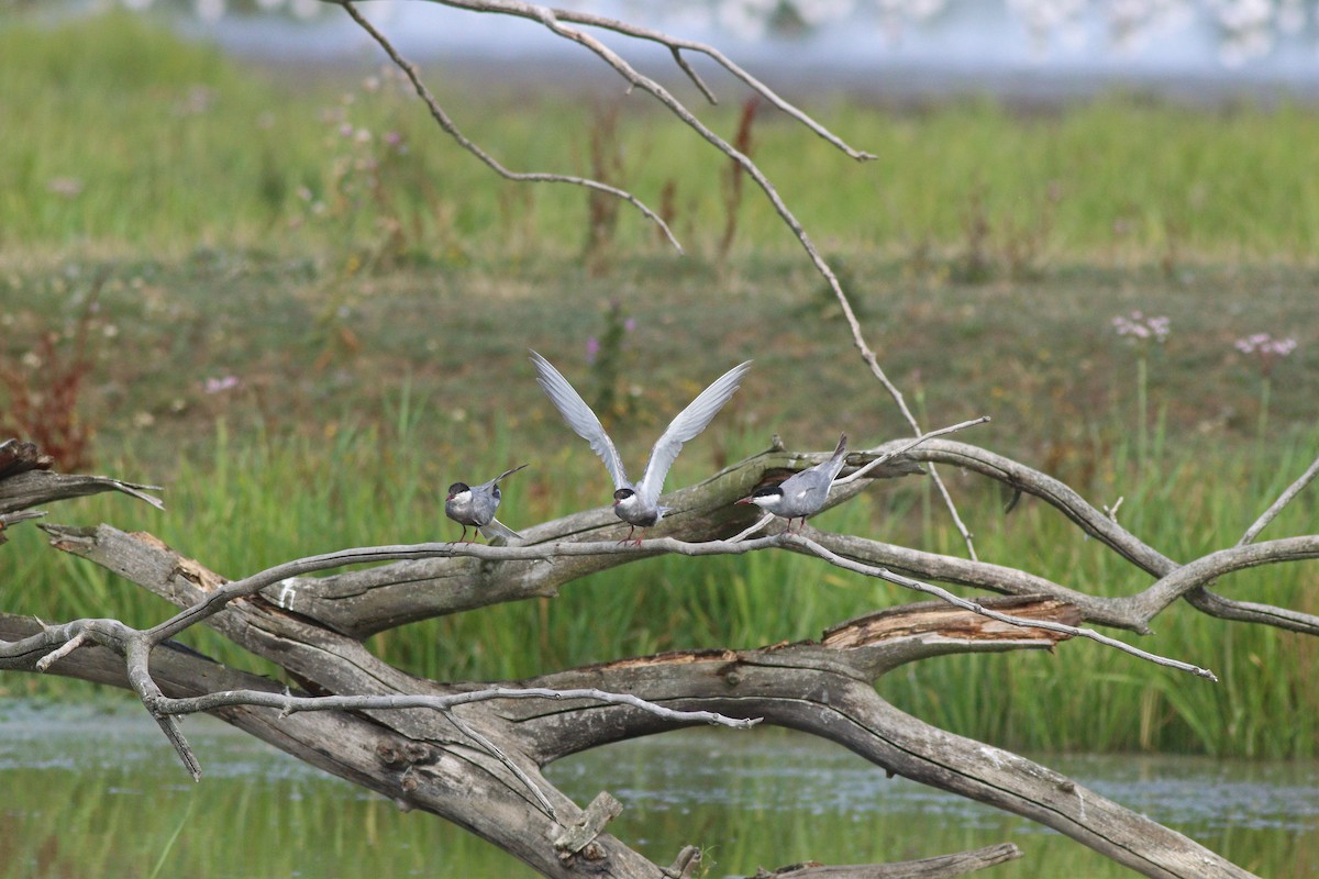 Whiskered Tern - ML622584673